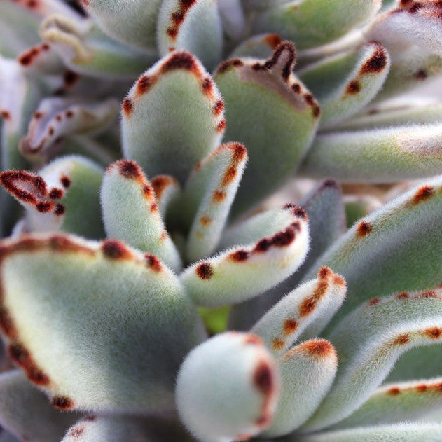 Kalanchoe tomentosa - Panda Plant