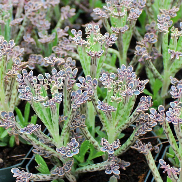 Kalanchoe delagoensis - Chandelier Plant, Mother of Millions