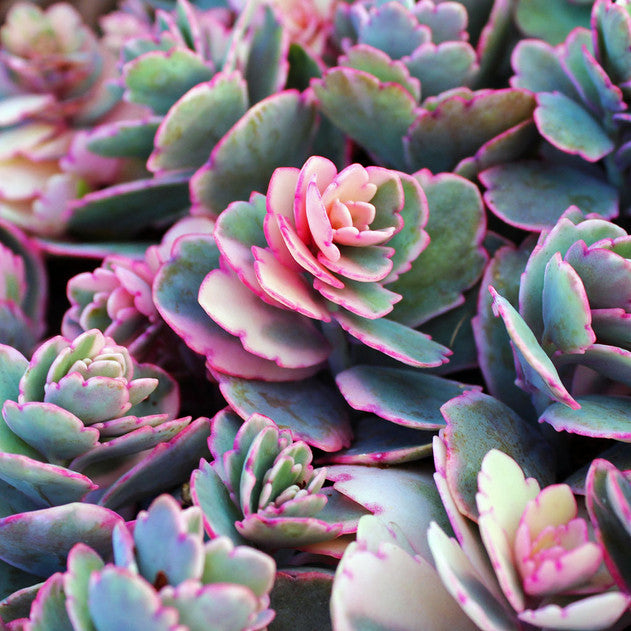 Kalanchoe fedtschenkoi - Lavender Scallops