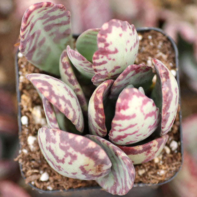 Kalanchoe humilis - Desert Surprise