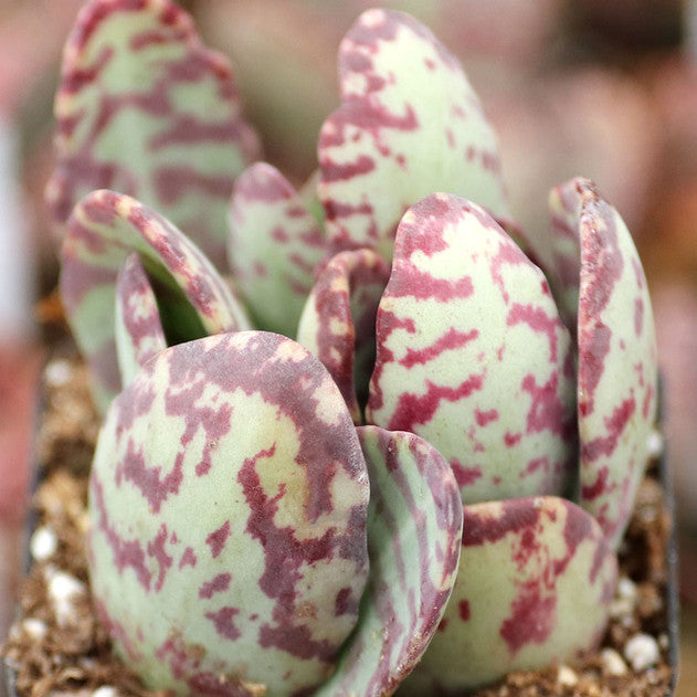 Kalanchoe humilis - Desert Surprise