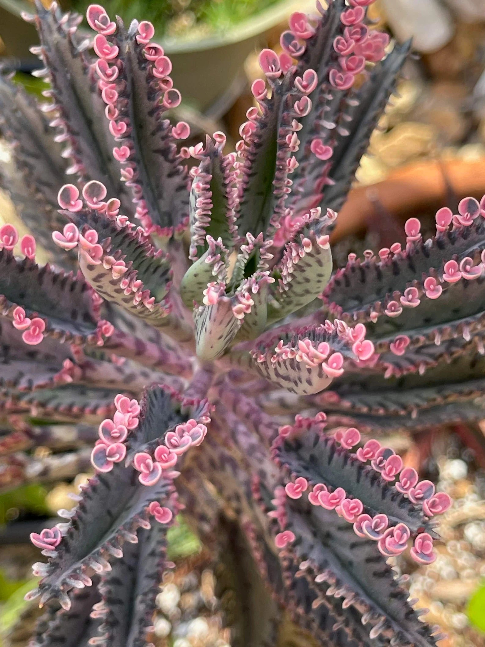Kalanchoe delagoensis - Chandelier Plant, Mother of Millions