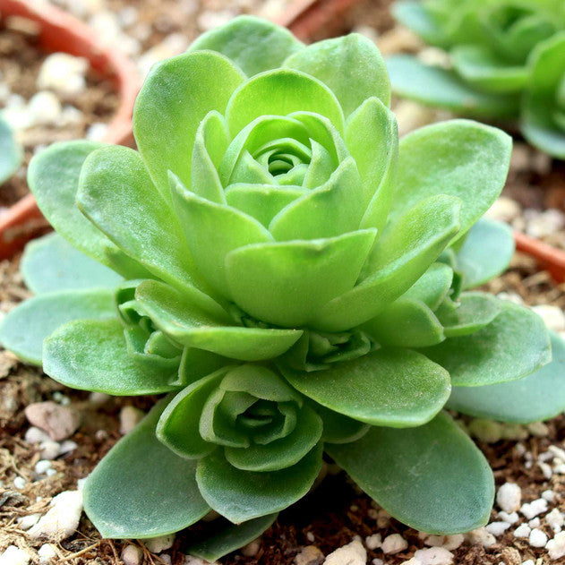 Aeonium dodrantale (Greenovia)