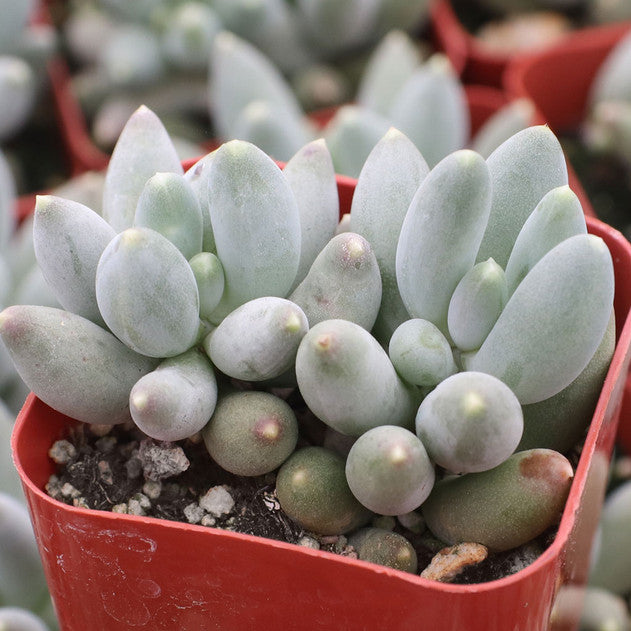 Pachyphytum rzedowskii