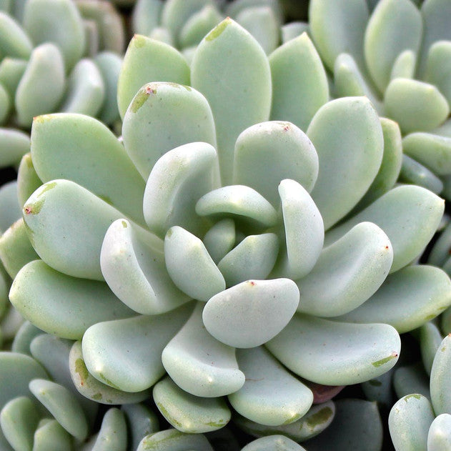 Pachyveria 'Clavifolia' - Jeweled Crown