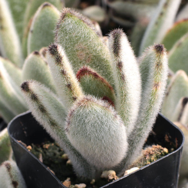 Kalanchoe tomentosa - Panda Plant