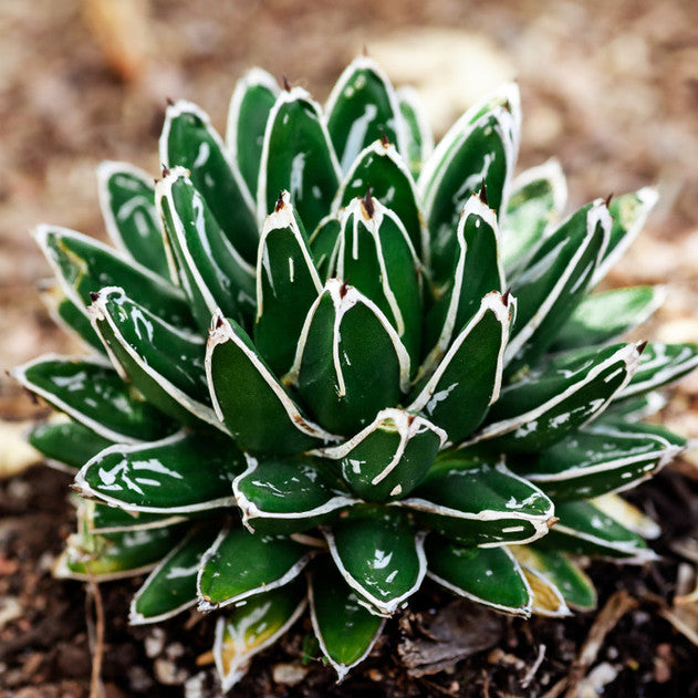 Agave victoriae-reginae - Queen Victoria Agave