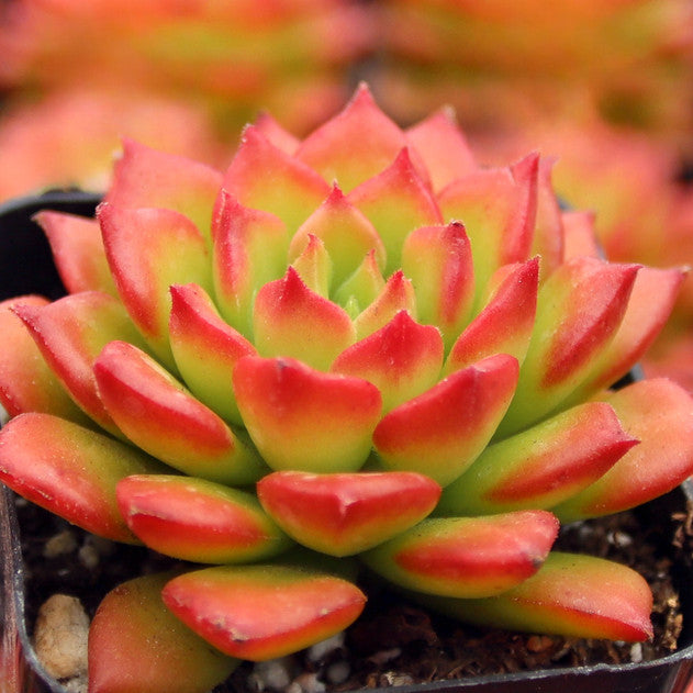 Sedeveria 'Letizia'
