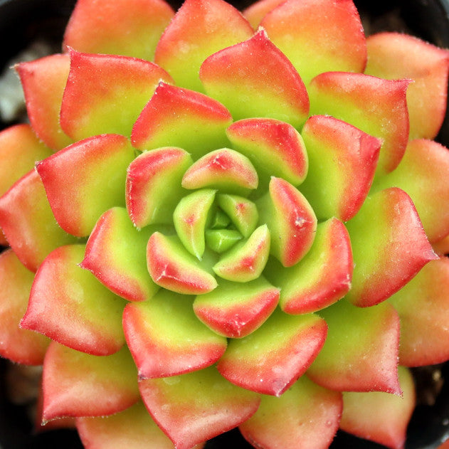 Sedeveria 'Letizia'