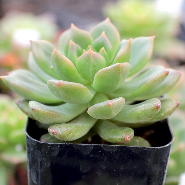 Sedeveria 'Letizia'