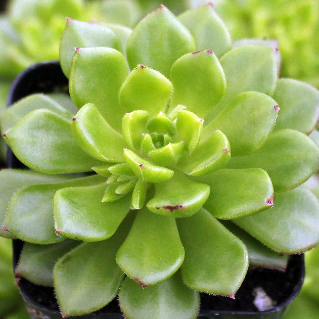 Sedeveria 'Letizia'