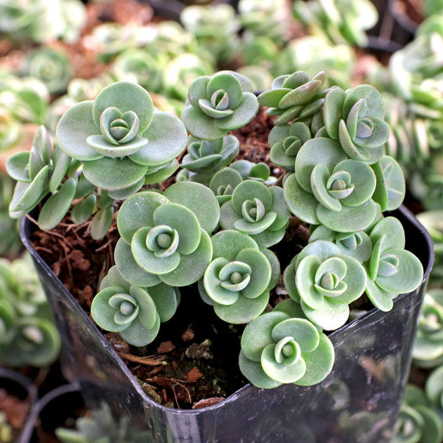 Sedum Sunsparkler 'Lime Zinger'
