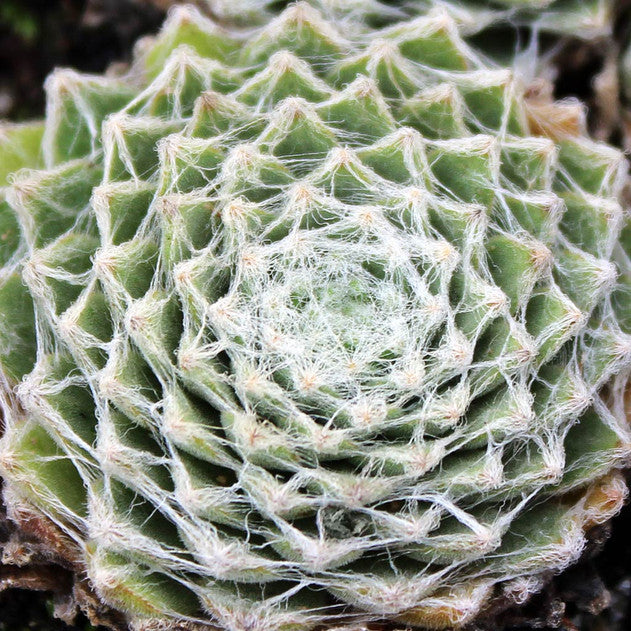 Sempervivum arachnoideum ssp. tomentosum f/ Gorges de Daluis