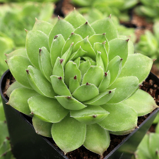Sempervivum tectorum f/ Soldeu