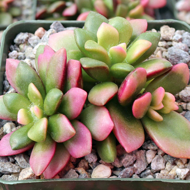 Anacampseros telephiastrum f. variegatum 'Sunrise'