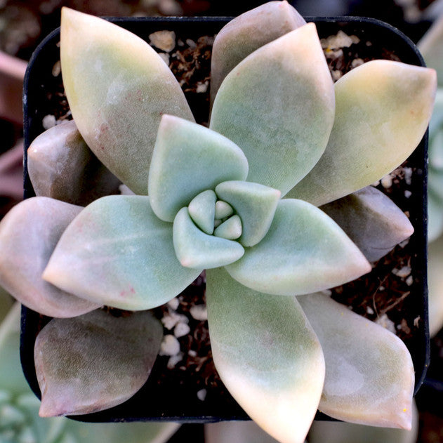 Graptopetalum paraguayense
