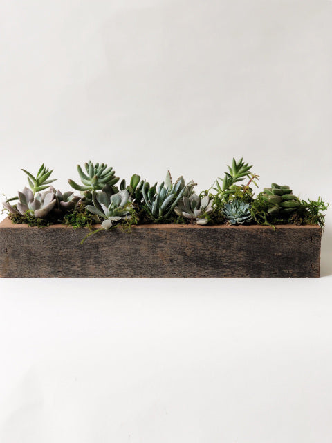 Succulent Box Planter 2x14"