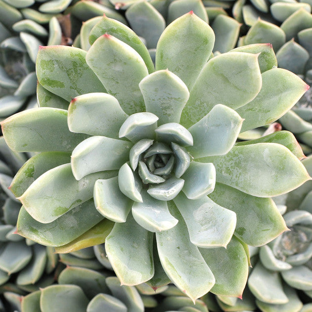 Echeveria 'Alfred'