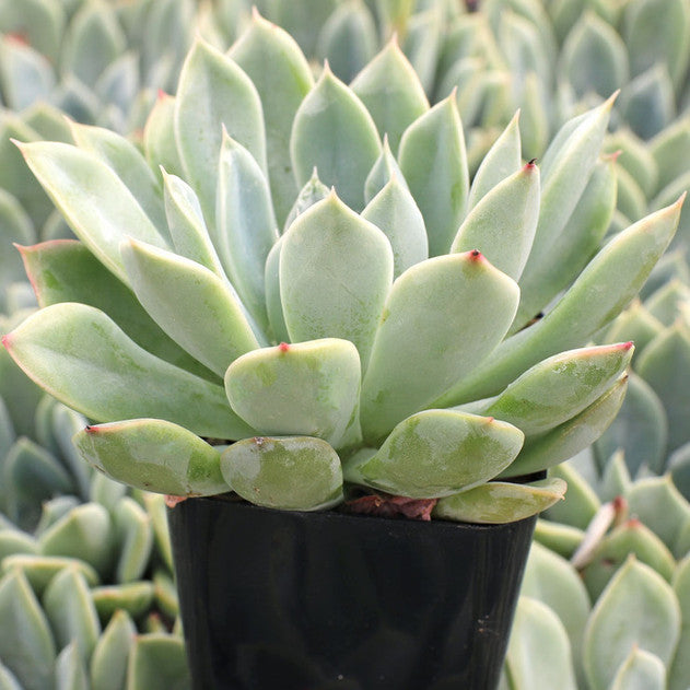 Echeveria 'Alfred'
