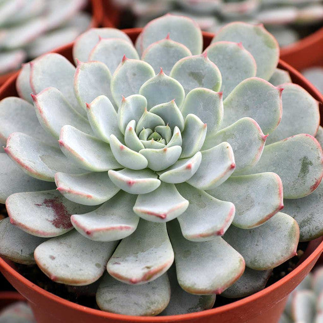 Echeveria 'Pinwheel' (Large)