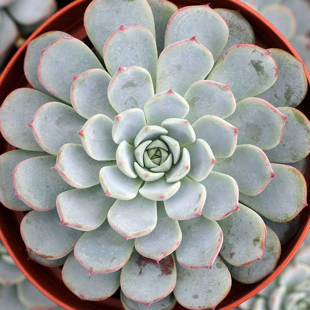 Echeveria 'Pinwheel' (Large)