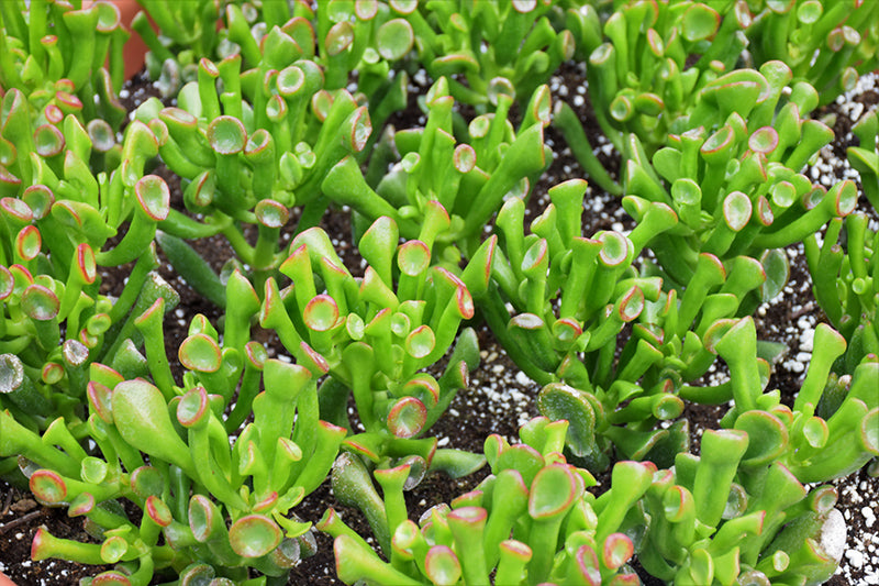 Crassula ovata 'Ogre Ears' Jade