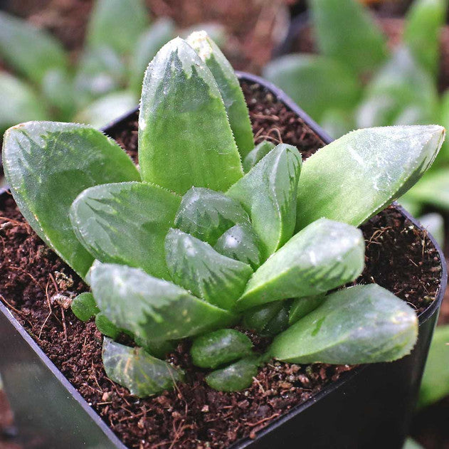 Haworthia retusa x maughanii