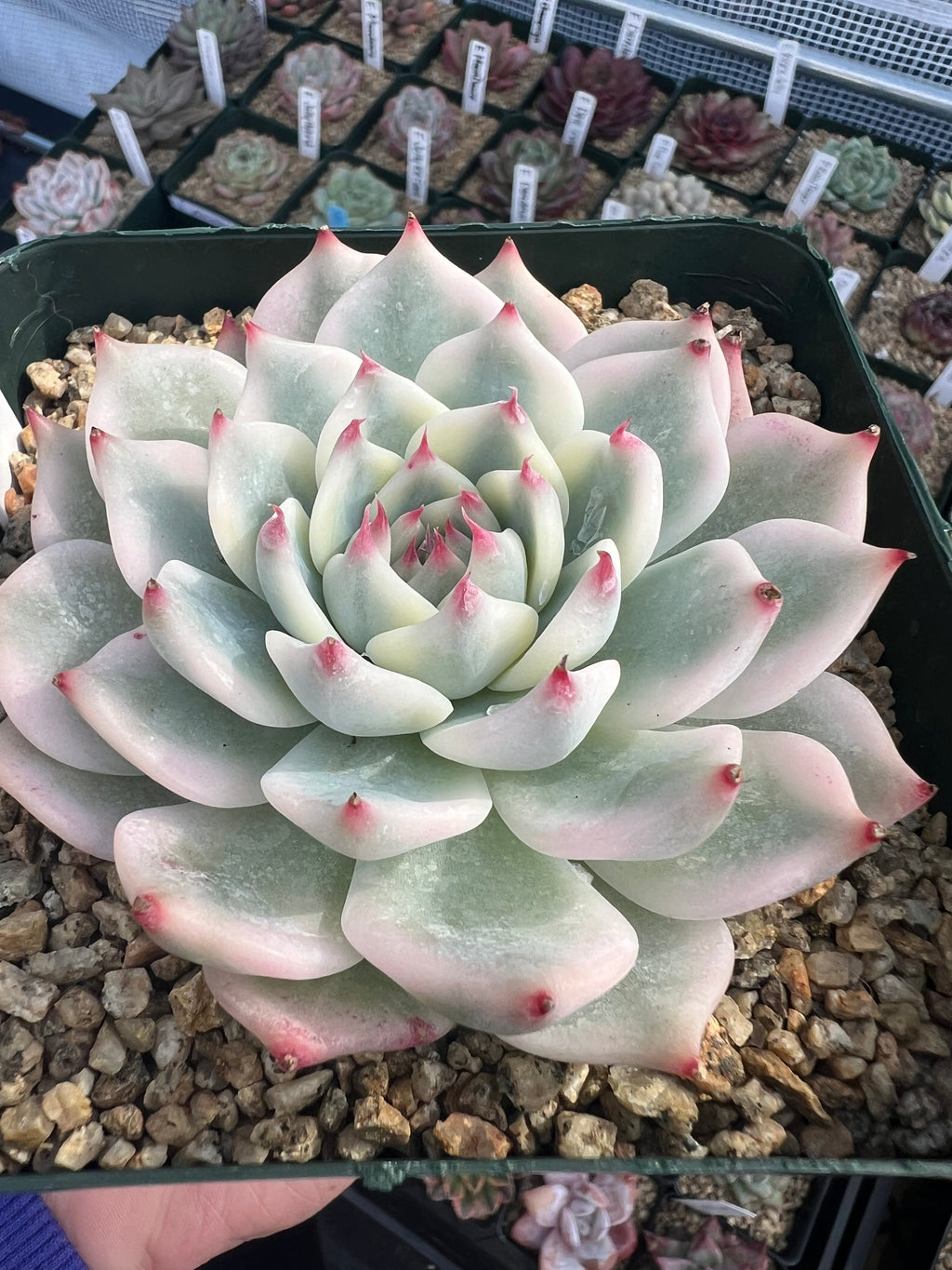 Variegated Echeveria Chihuahuaensis