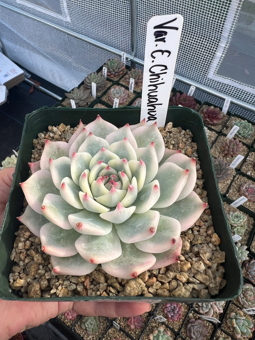 Variegated Echeveria Chihuahuaensis
