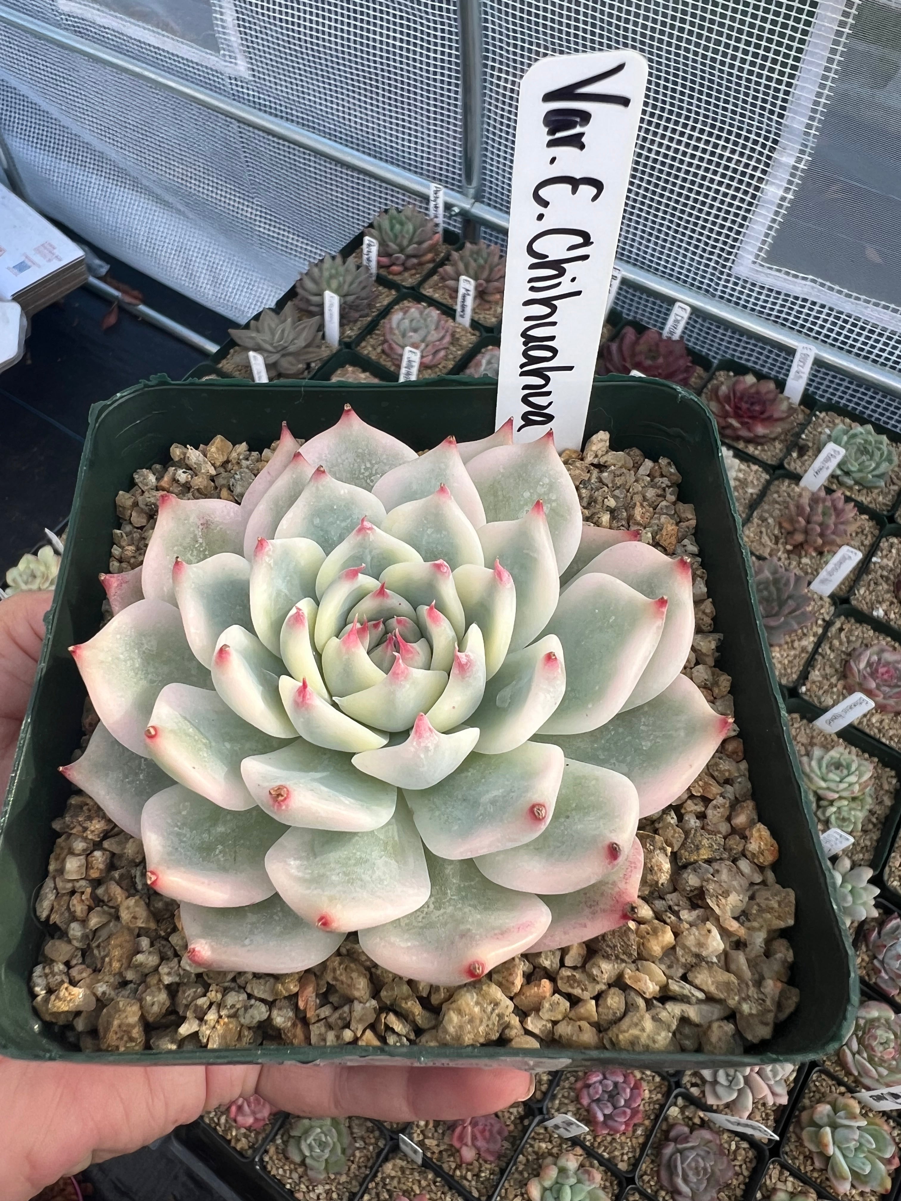 Variegated Echeveria Chihuahuaensis