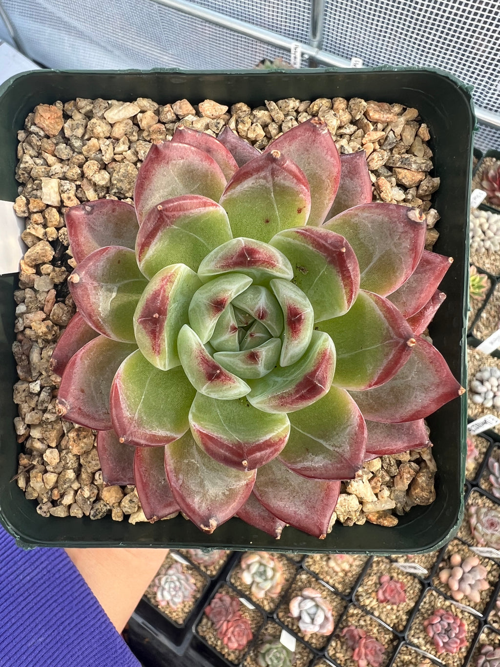 Echeveria Daredevil