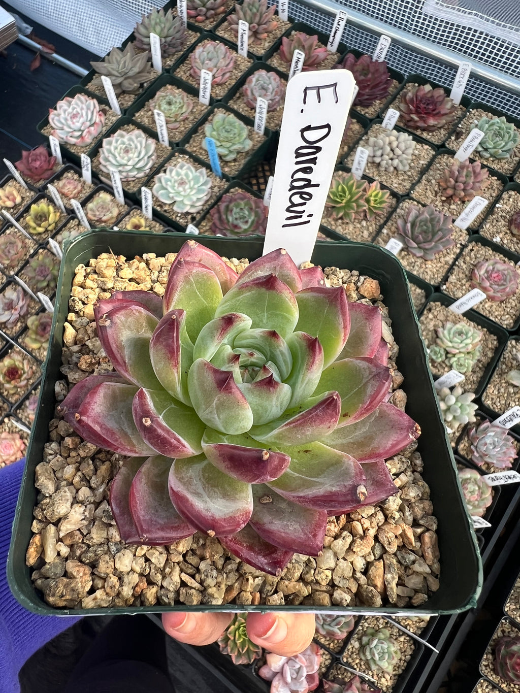 Echeveria Daredevil