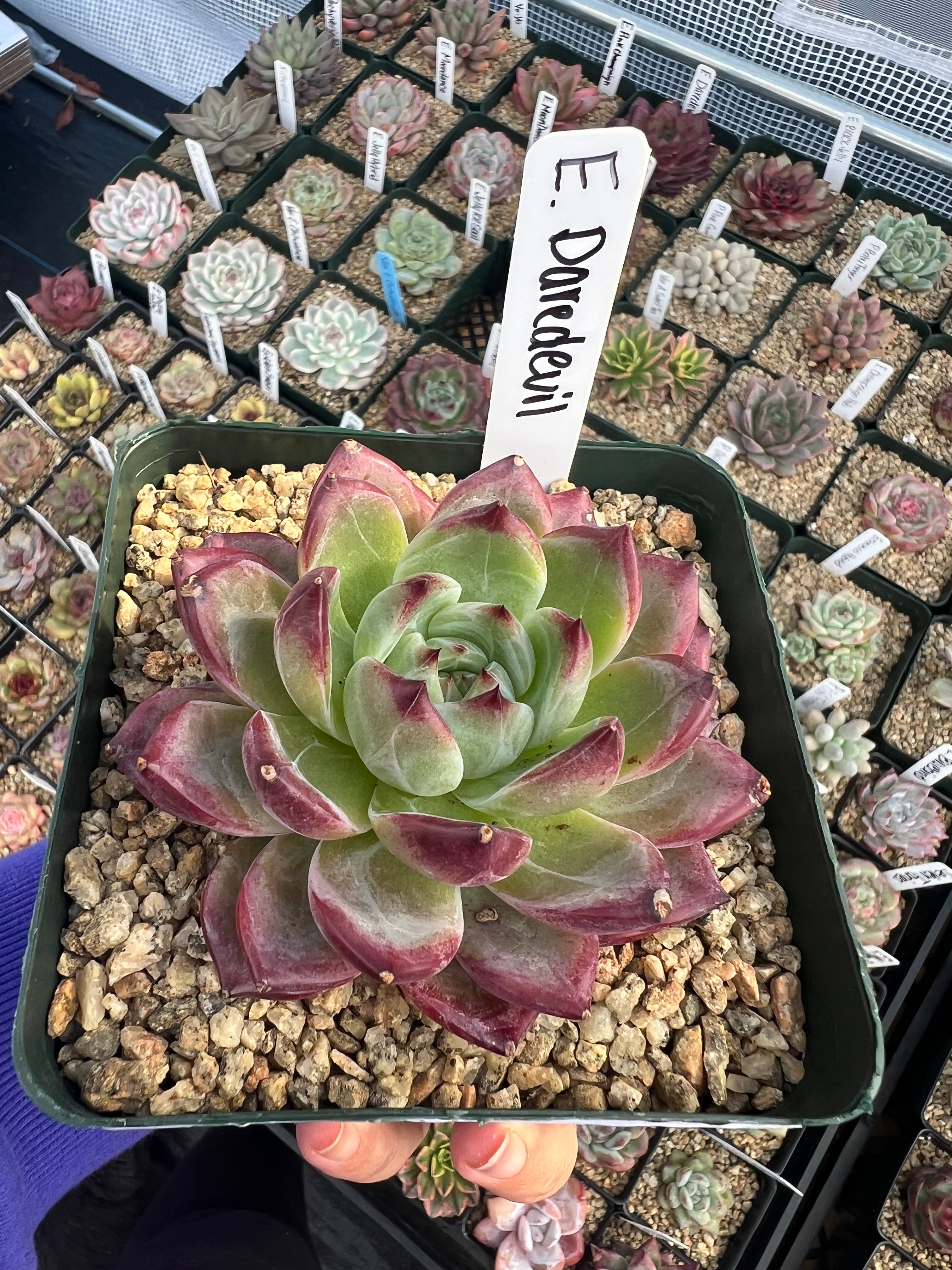 Echeveria Daredevil