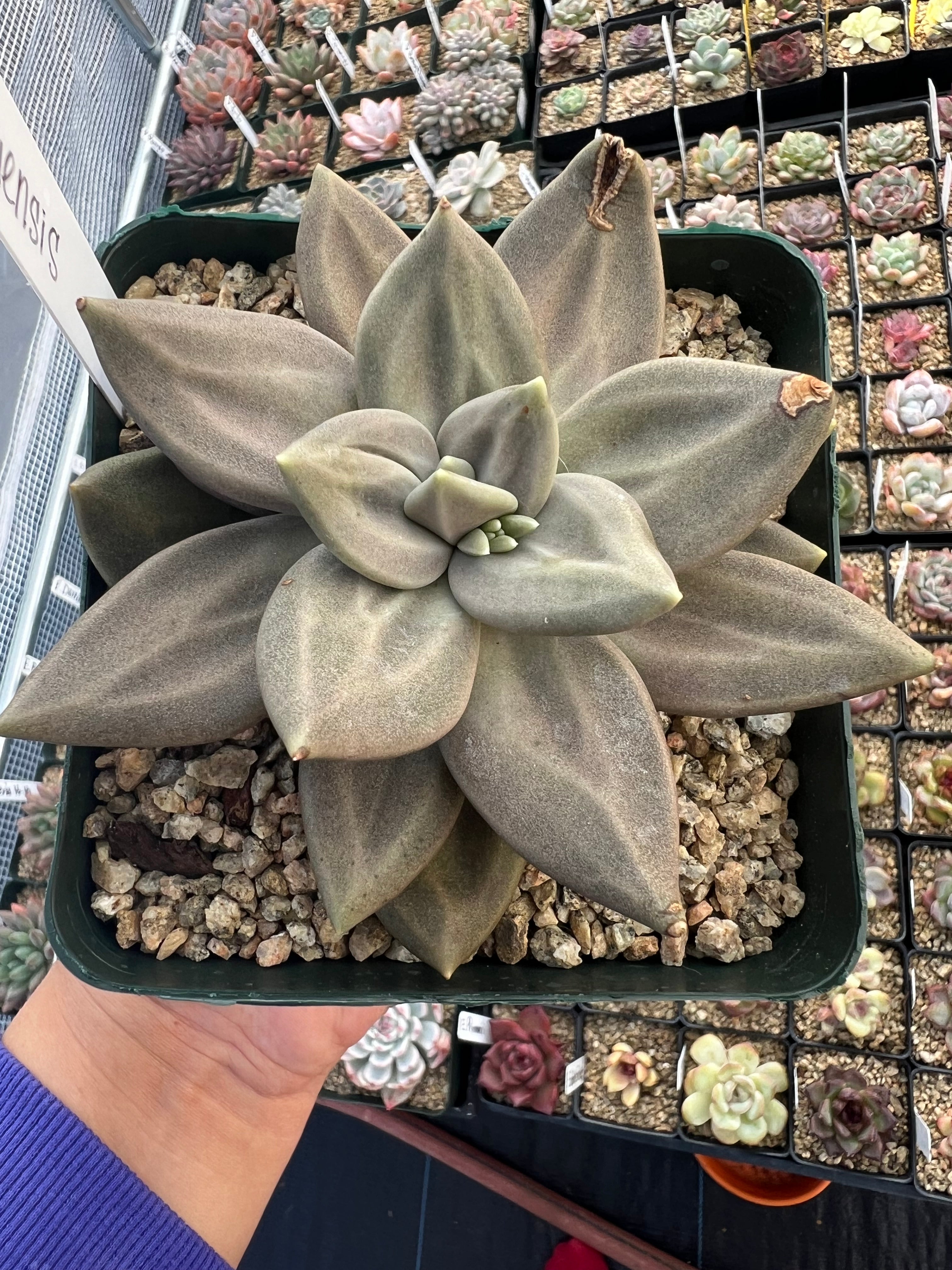 Echeveria xichuensis