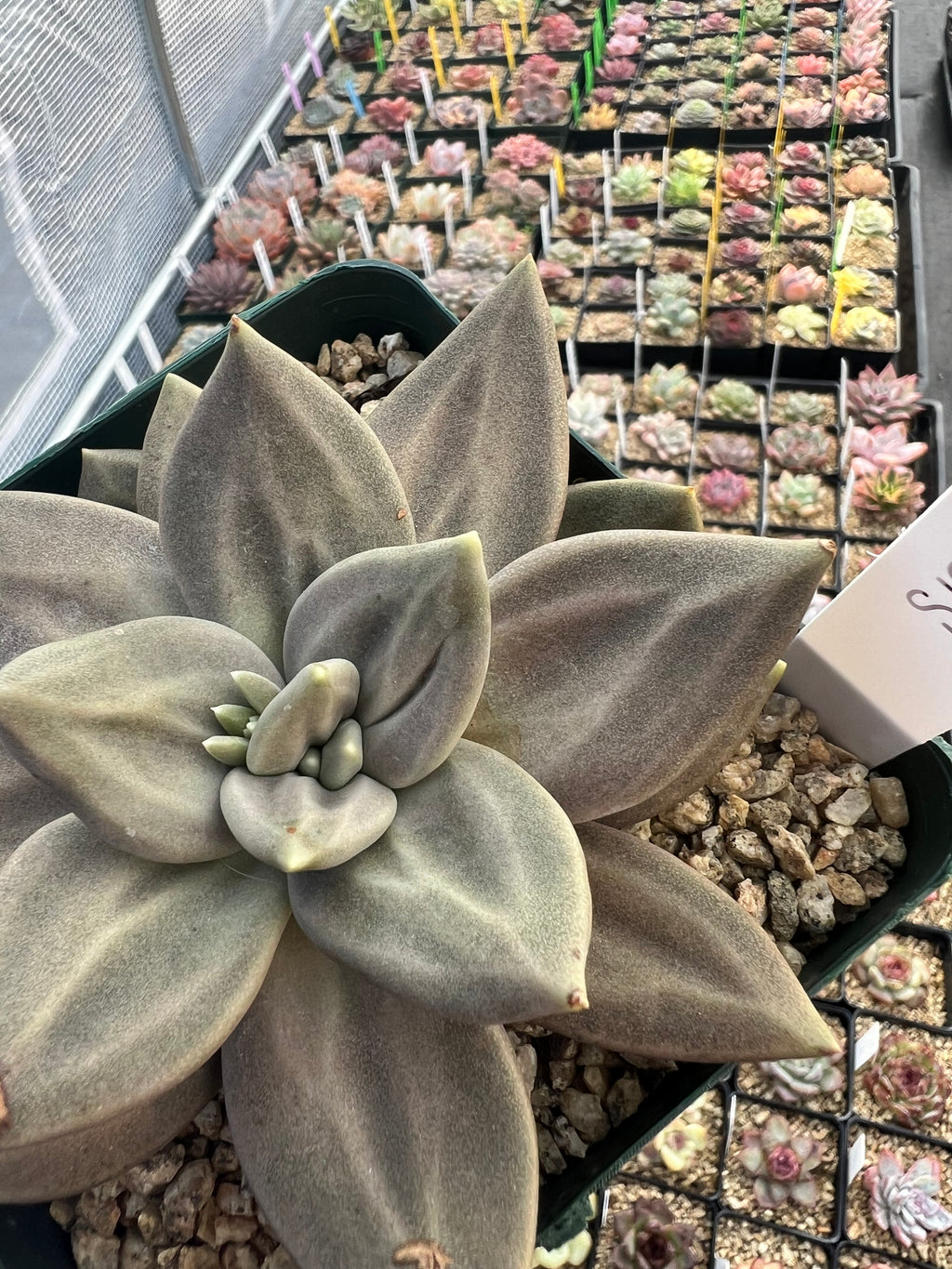 Echeveria xichuensis