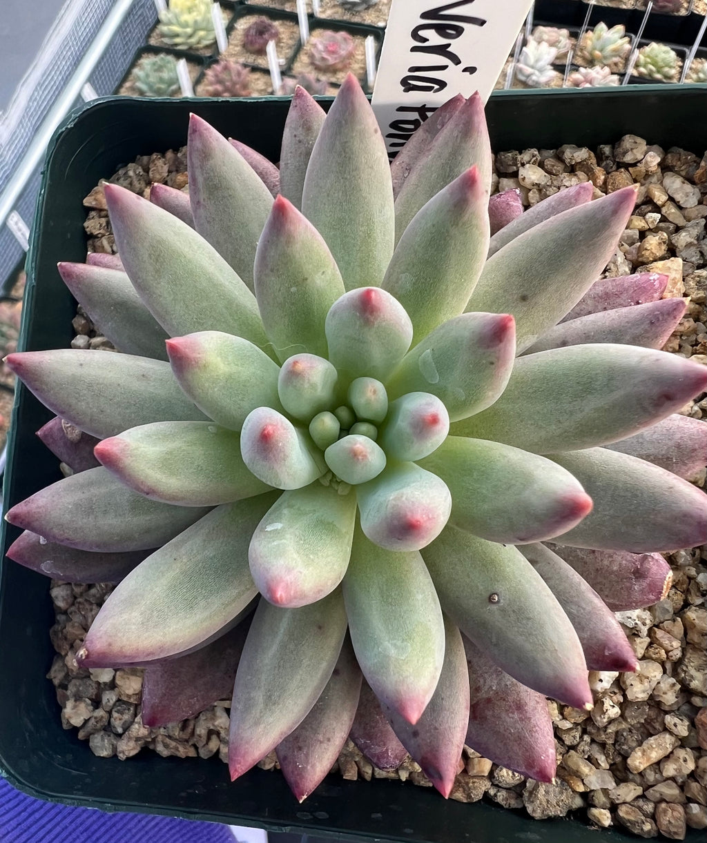 Pachyveria ‘Ponyo’