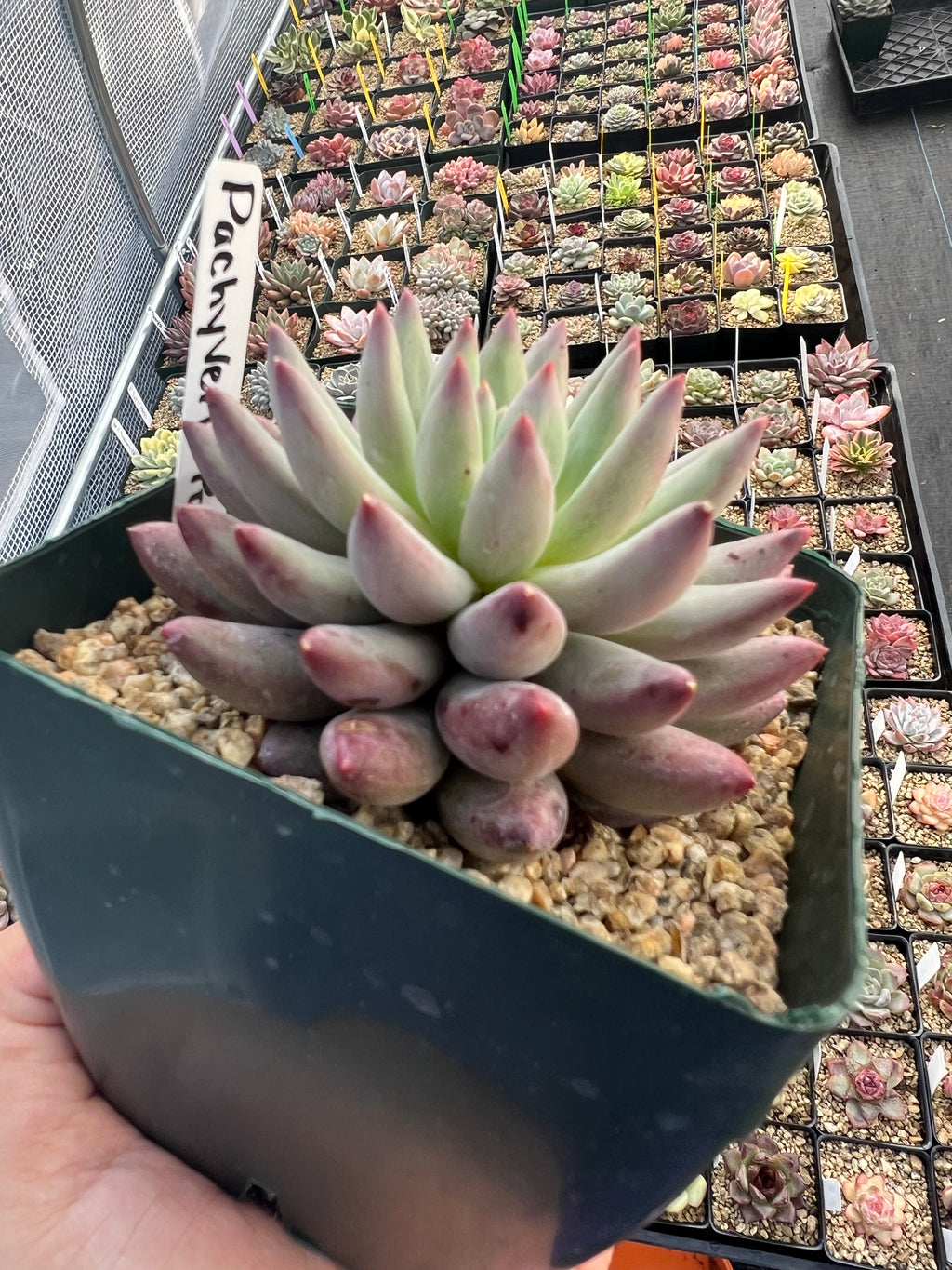 Pachyveria ‘Ponyo’