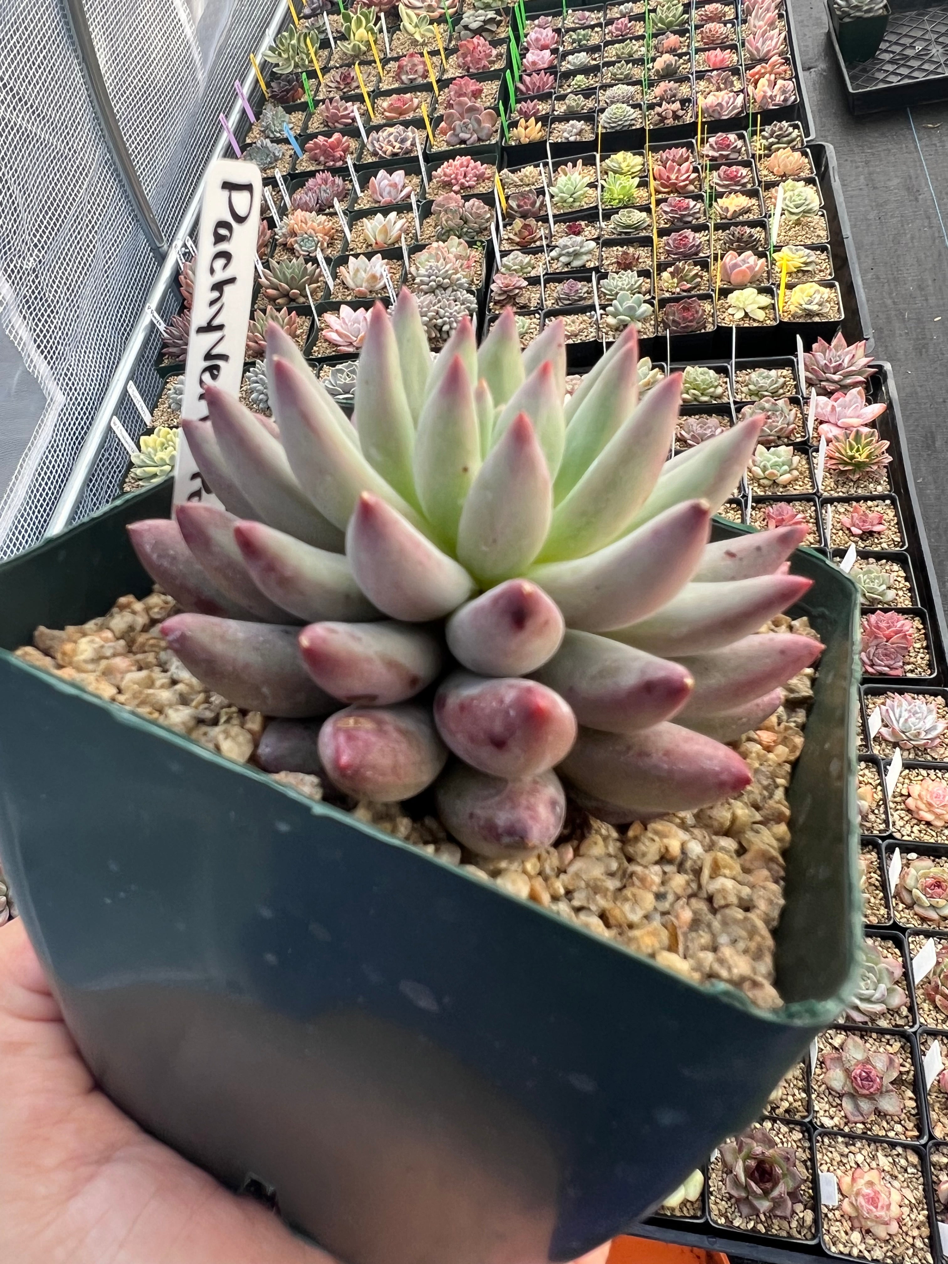 Pachyveria ‘Ponyo’