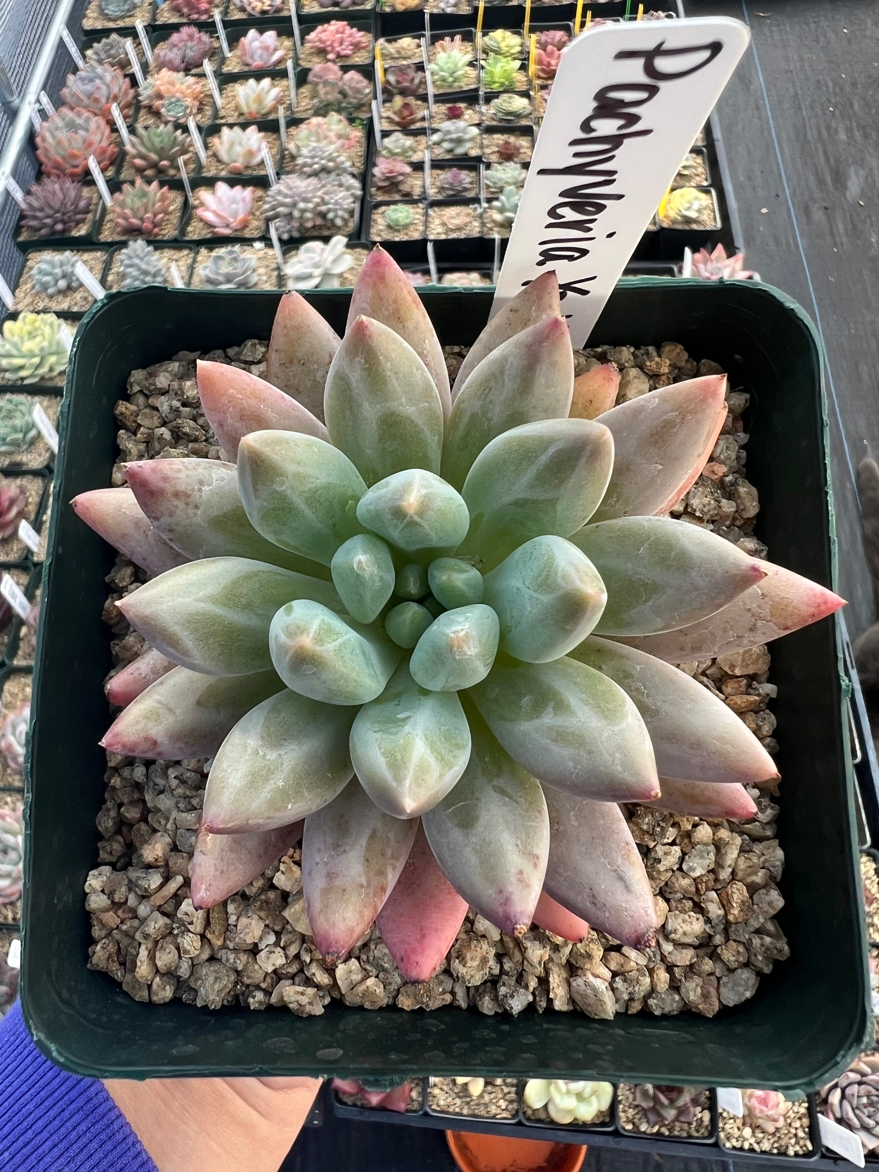pachyveria succulent Pachyveria 'Yoyo' – Succulent Bloom Co
