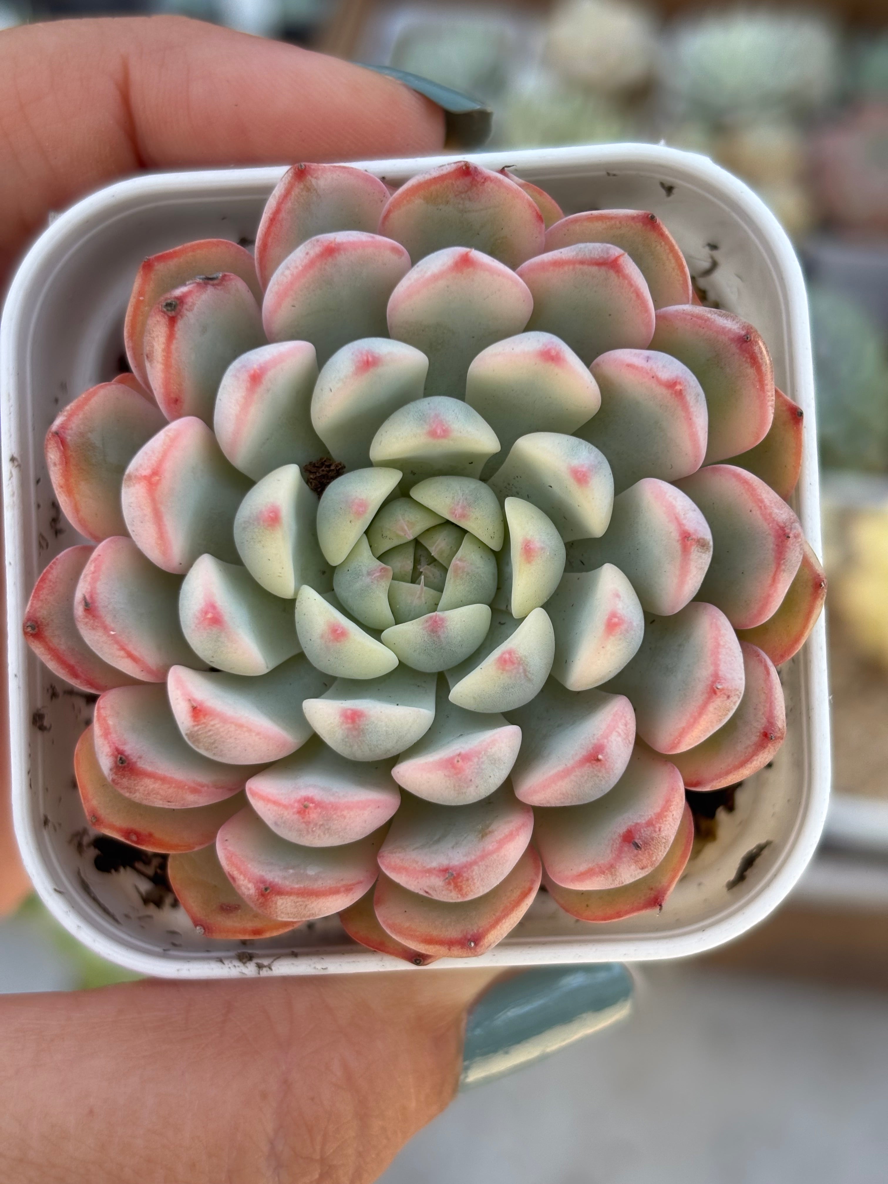 Echeveria Minima Variegated