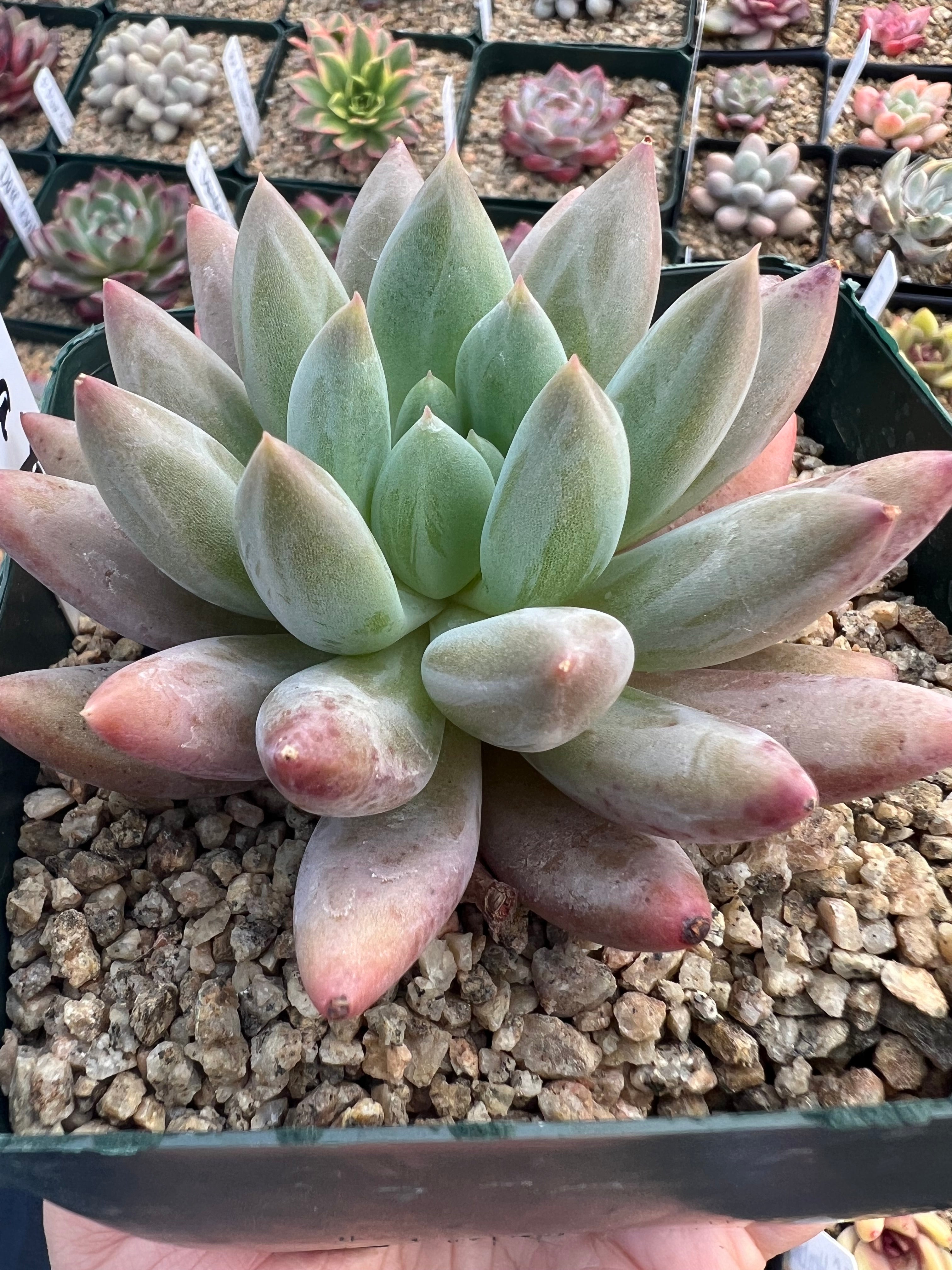 succulent pachyveria Pachyveria 'Yoyo' – Succulent Bloom Co