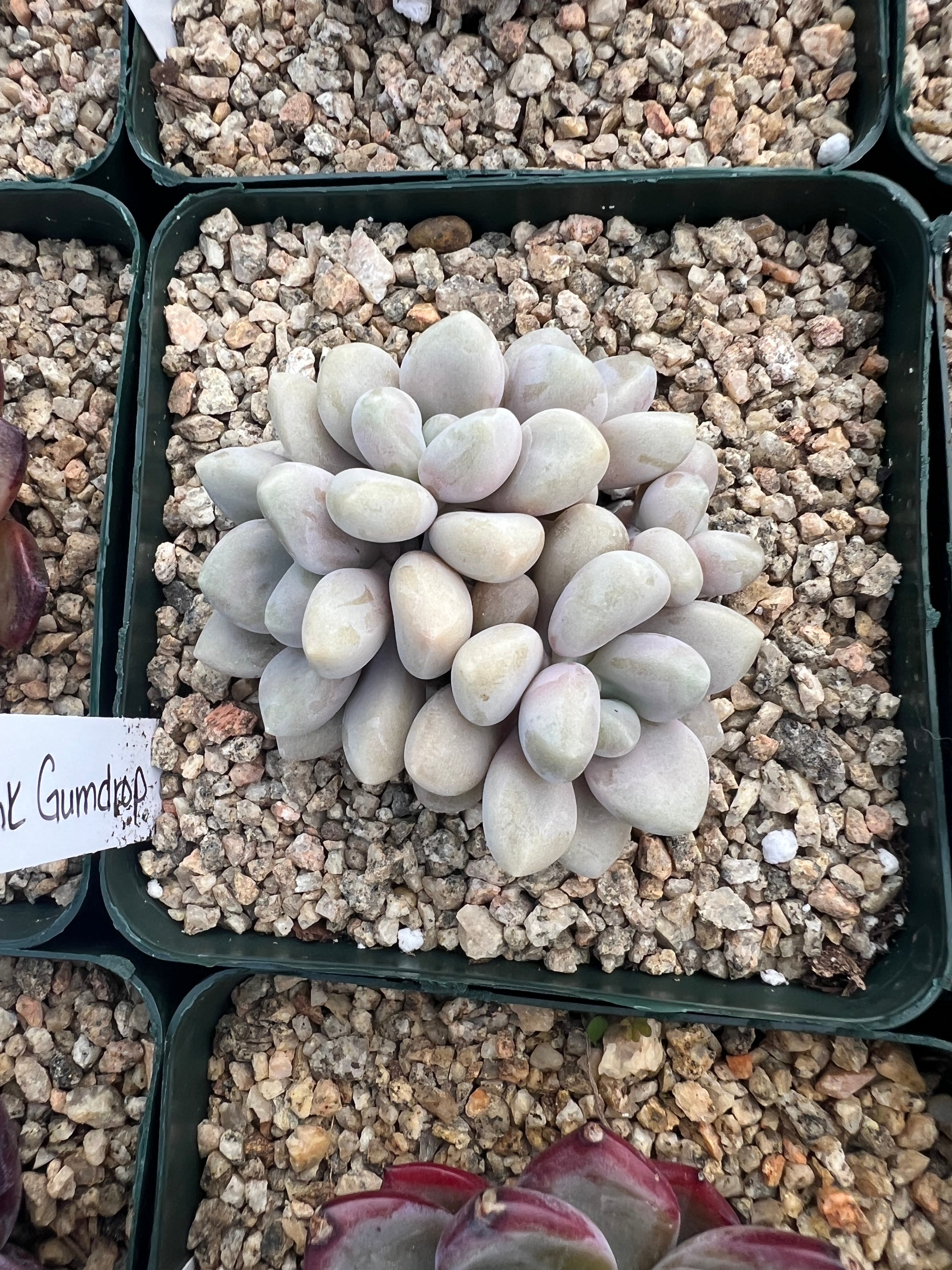 Pachyveria ‘Pink Gumdrop’