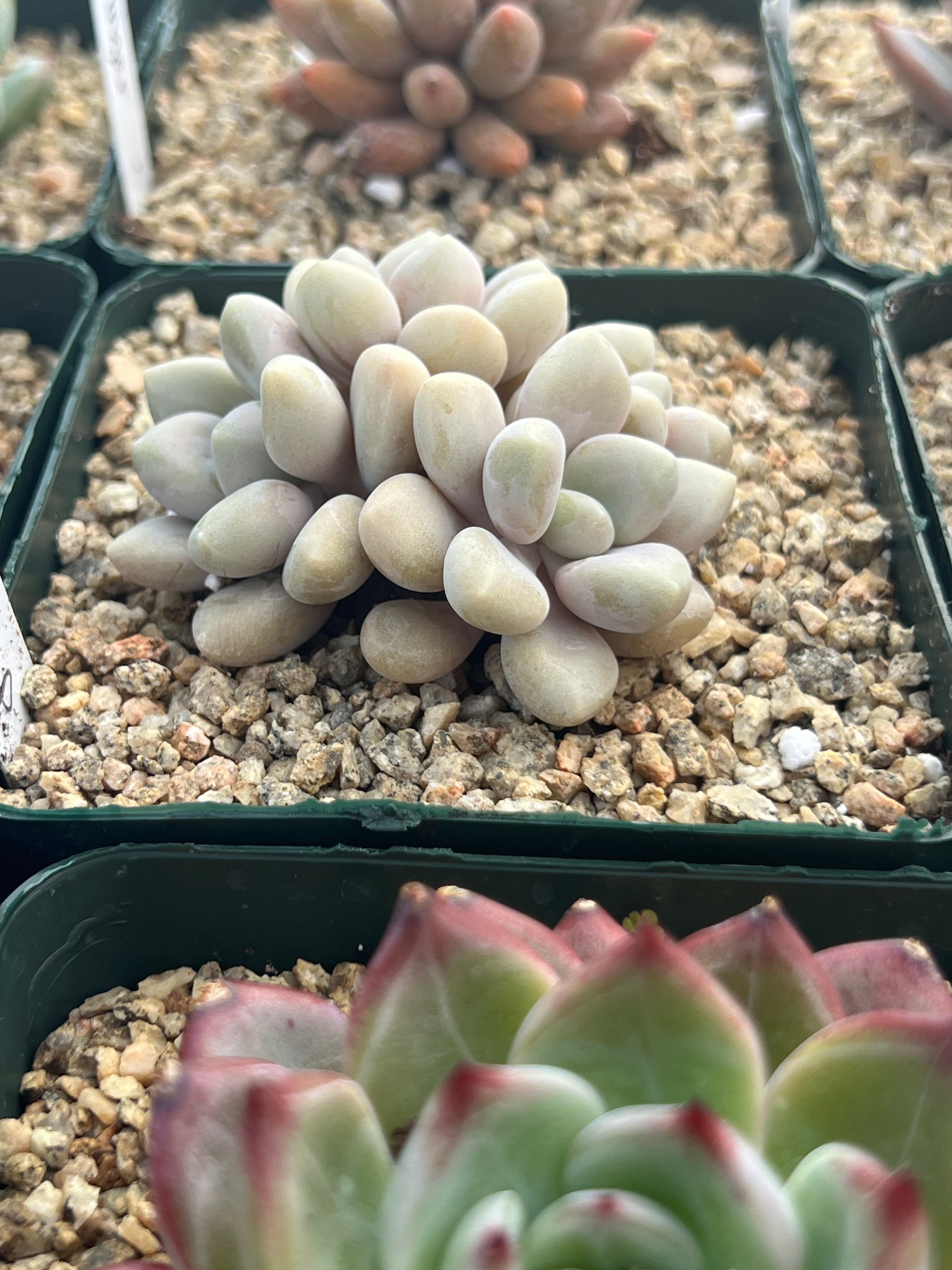 Pachyveria ‘Pink Gumdrop’