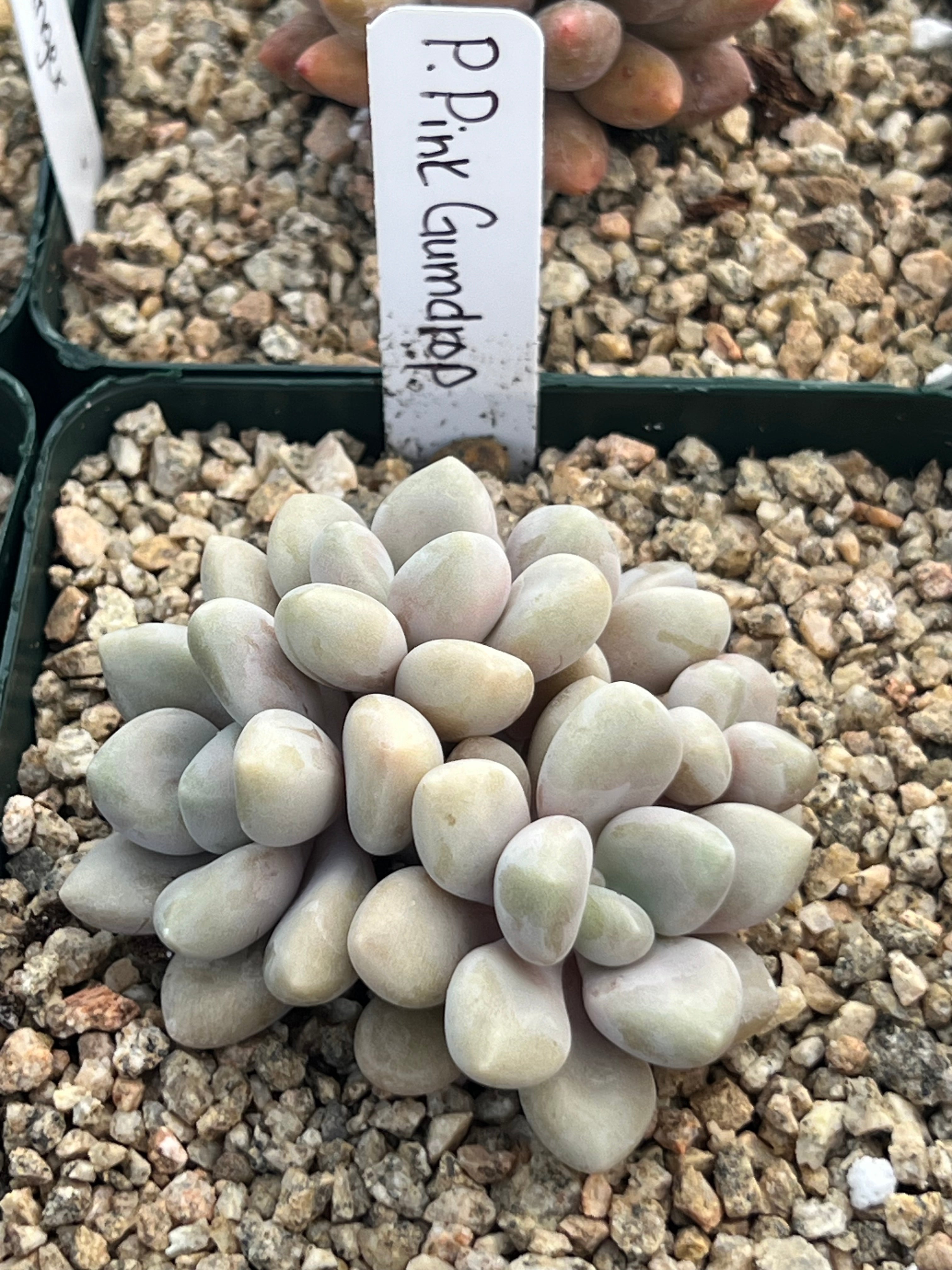 Pachyveria ‘Pink Gumdrop’