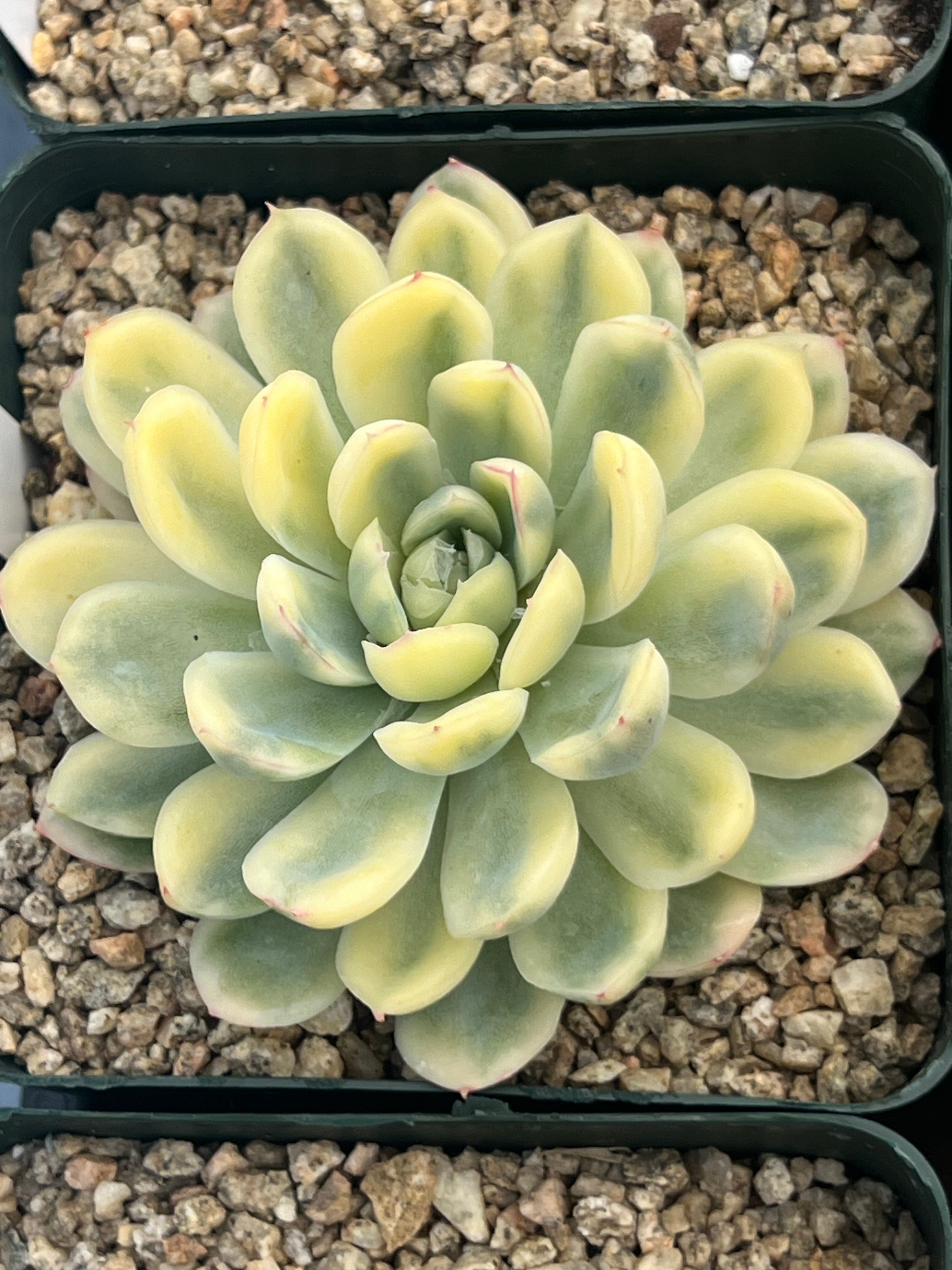Echeveria Strawberry Ice Variegated