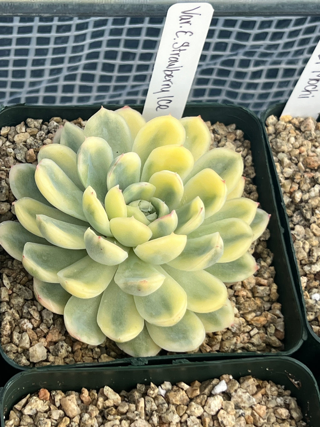 Echeveria Strawberry Ice Variegated