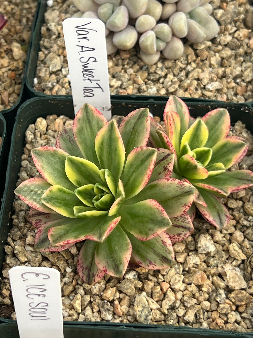 Variegated Aeonium ‘Sweet Tea’