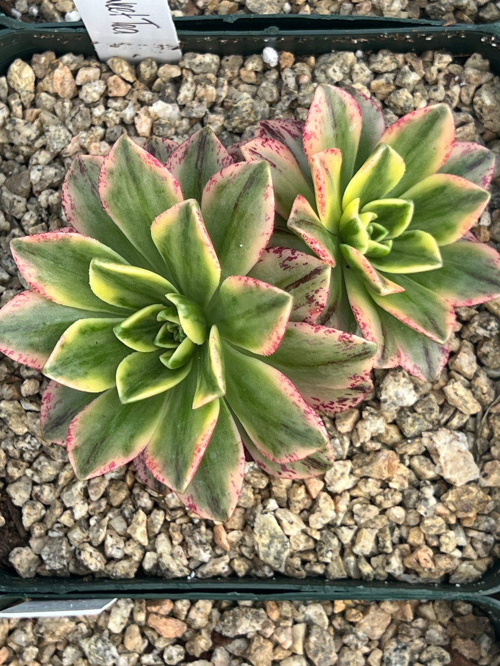 Variegated Aeonium ‘Sweet Tea’
