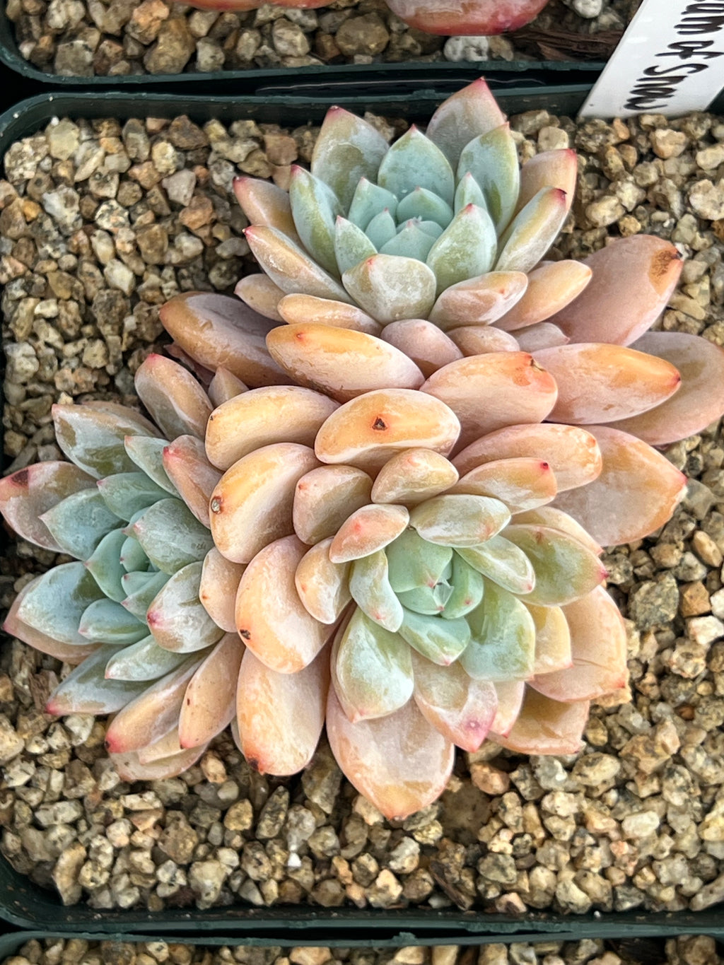 Echeveria Dream of Snow