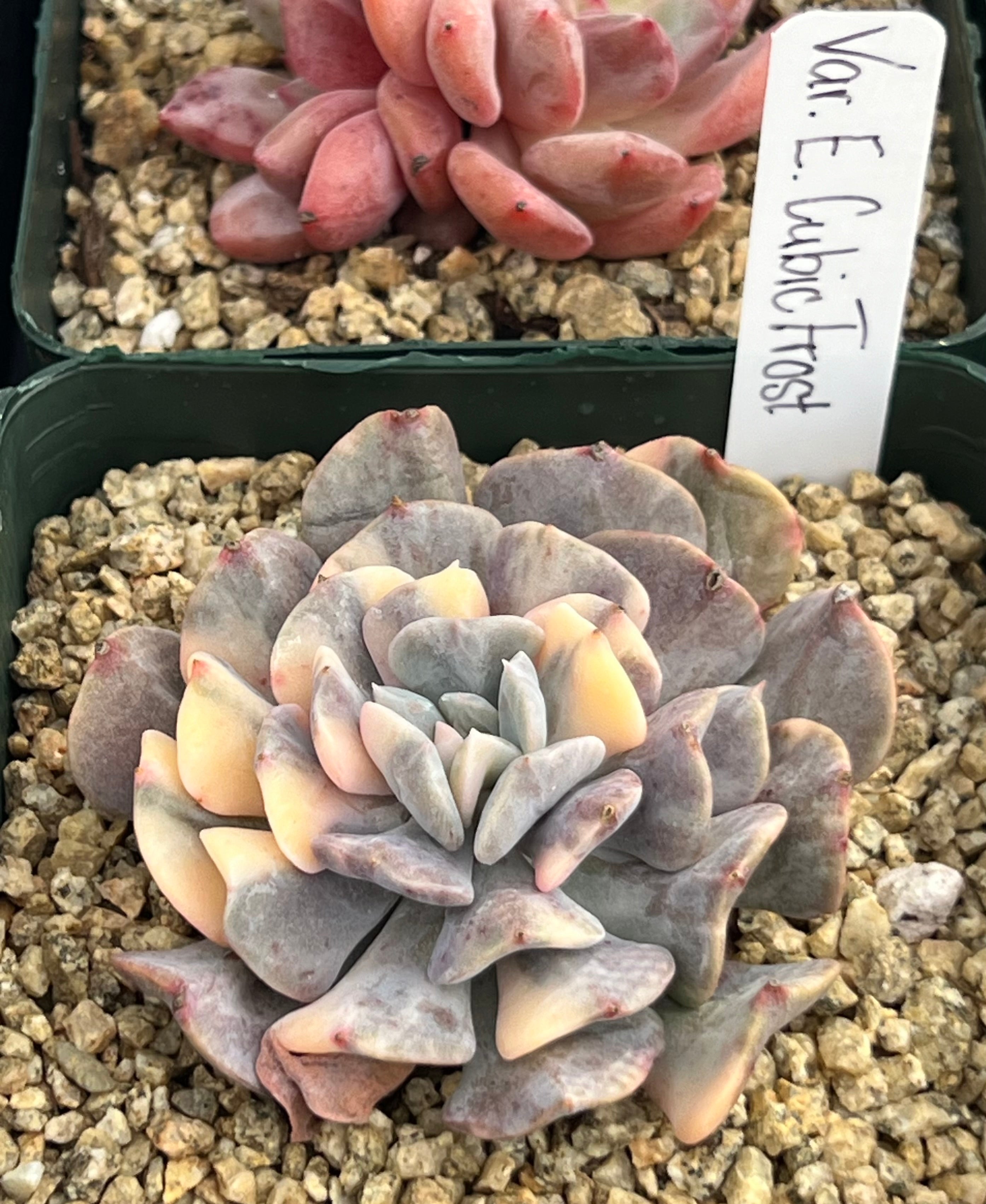 cubic frost succulent Echeveria 'Cubic Frost' Variegated – Succulent Bloom Co